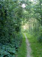 Path20062006.jpg