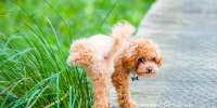 Dog-Peeing-on-Grass.jpg