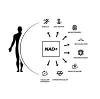 nad-effects-eng.png