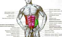 press-abdominal-muscle-anatlarglarge.jpg