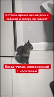 котопес.mp4