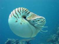 nautilusDSC01781.jpg