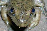 Frogparietaleye.JPG