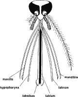 The-head-of-a-female-cuclicine-mosquito-showing-the-components-of-the-mouthparts-spread.png