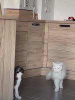 1753459533706526.webm