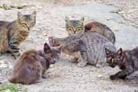 cat-77-feral-cat-colony.jpg
