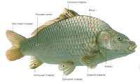 what is fish.png