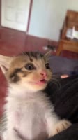 котик сидит и хохочет.mp4