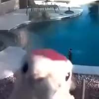 16763645671150.mp4