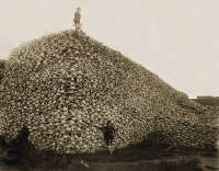 Bisonskullpile-restored.jpg