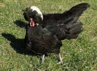 White-CrestedBlackPolishhen-20080728.jpg