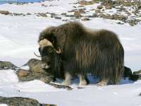 Muskox.jpg