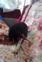 дильда.webm
