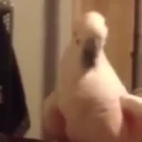 15829865365793.mp4