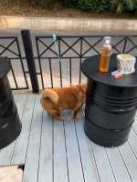 IMG20200628183337445.jpg