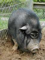 The Most Cutie Pig.jpg