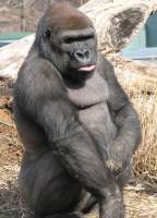GorillaattheLouisvilleZoo2.jpg