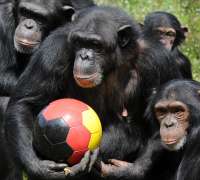 101315946-chimpanzee-germanycustom-87afc1c88beb14c386500ba2[...].jpg