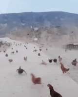 1747861262542313.gif