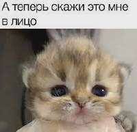 17423447844700.webp