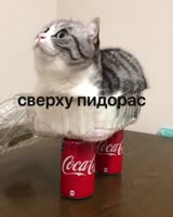 IMG8038.mp4