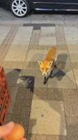 17830713221132693336.mp4