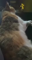 video2026-07-0318-23-52.mp4