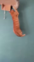 fort-boyard.webm