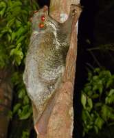 SundaFlyingLemur(Galeopterusvariegatus)(15503712798).jpg