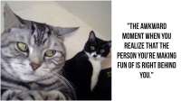 55-Funniest-Cat-Memes-Ever-Featured[1].jpg
