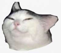 370-3708711cat-meme-smug-freetoedit-sad-cat-transparent-bac[...].png