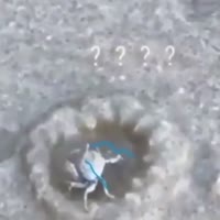 1624971949624.mp4