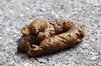 Normal-dog-poop-664522279.png