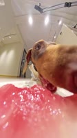 17513043977773.webm