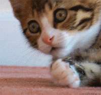 16286580756730.gif