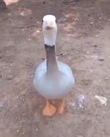 17493417772671.mp4