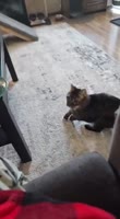 17012749916850.mp4