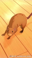 ------------.mp4