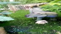 VID20250619193409.mp4