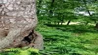 VID20250628183323.mp4
