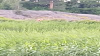 VID20250628190833.mp4