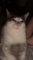 17513088442301.mp4