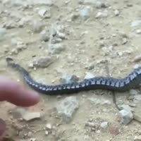 Hognose snake theatrically fakes death to avoid predation.mp4