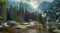 pine-tree-background-yhspjm60y97sknt5.jpg
