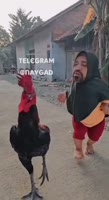 17509526010500.mp4