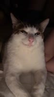 17513088442301.mp4