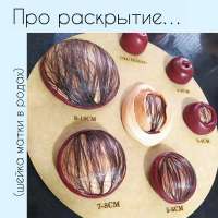 раскрытие.jpg