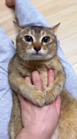 .webm