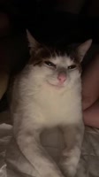 17513088442301.mp4