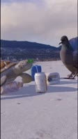 pigeon wolke.mp4